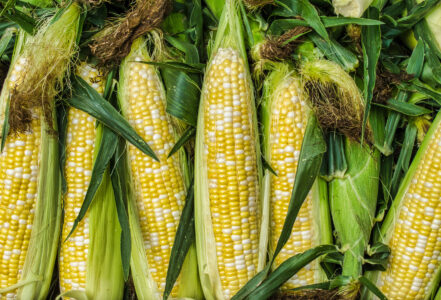 How To Freeze Corn Off The Cob Image
